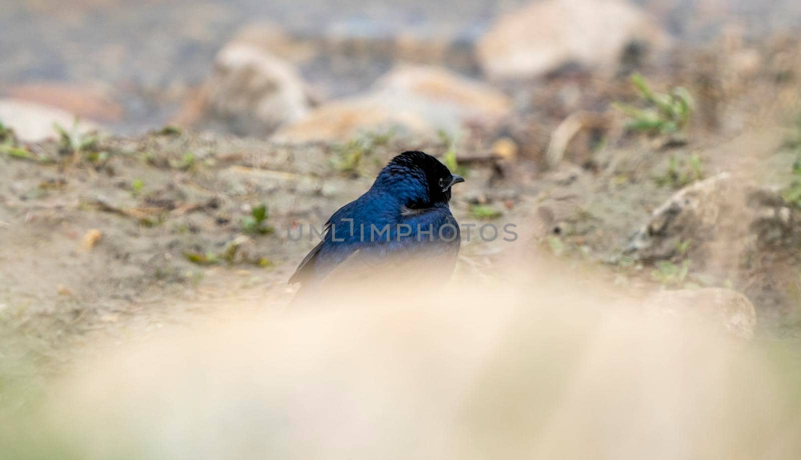 Purple Martin Perched  near a field Saskatchewan