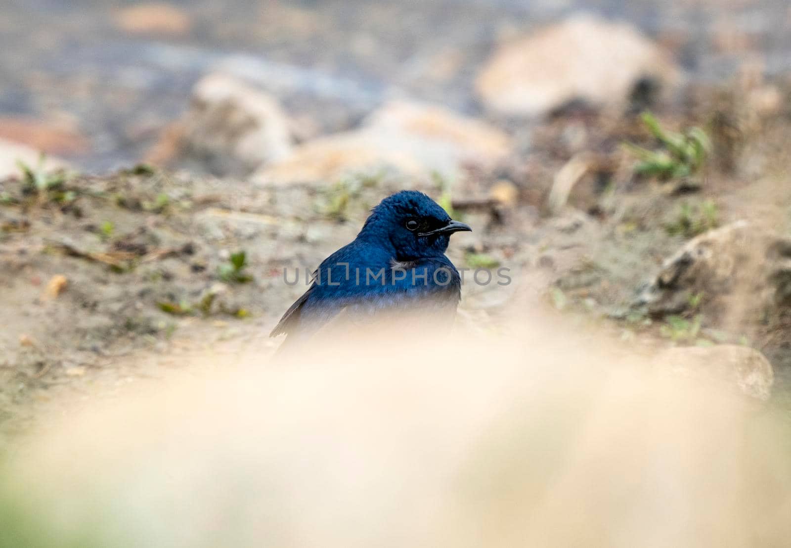 Purple Martin Perched  near a field Saskatchewan