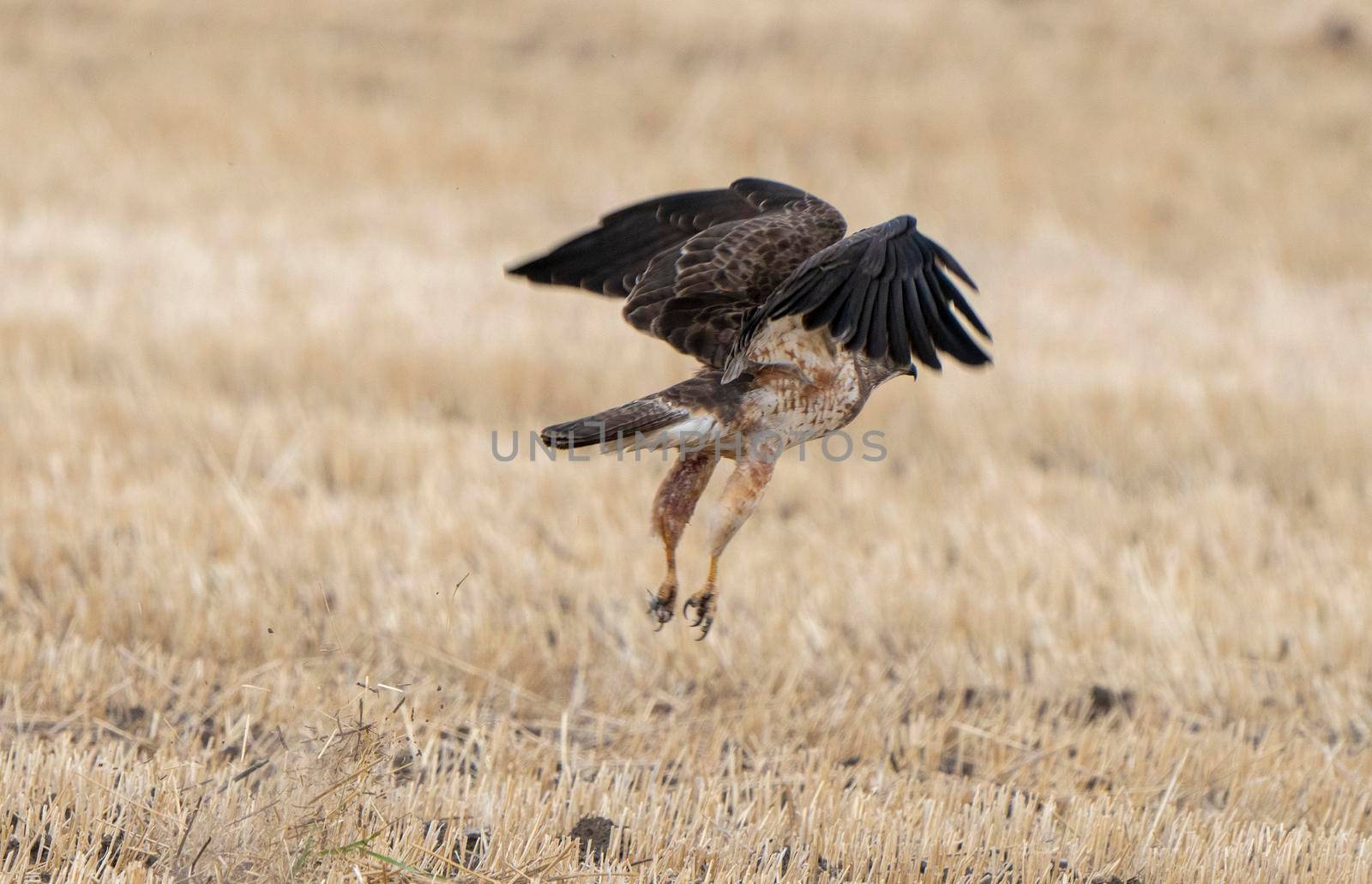 Hawk in Saskatchewan Canada in flight Canada