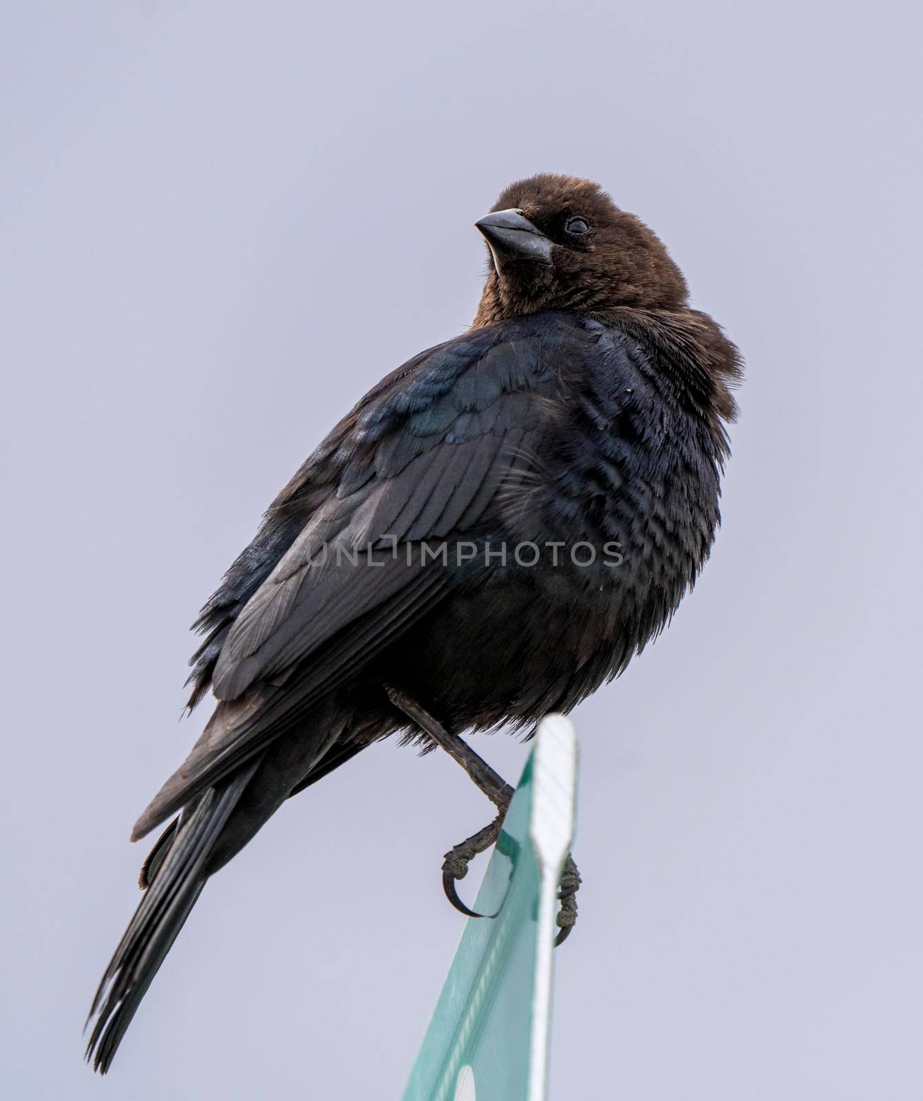 Cowbird in Saskatchewan Canada Springtime migration Wildlife