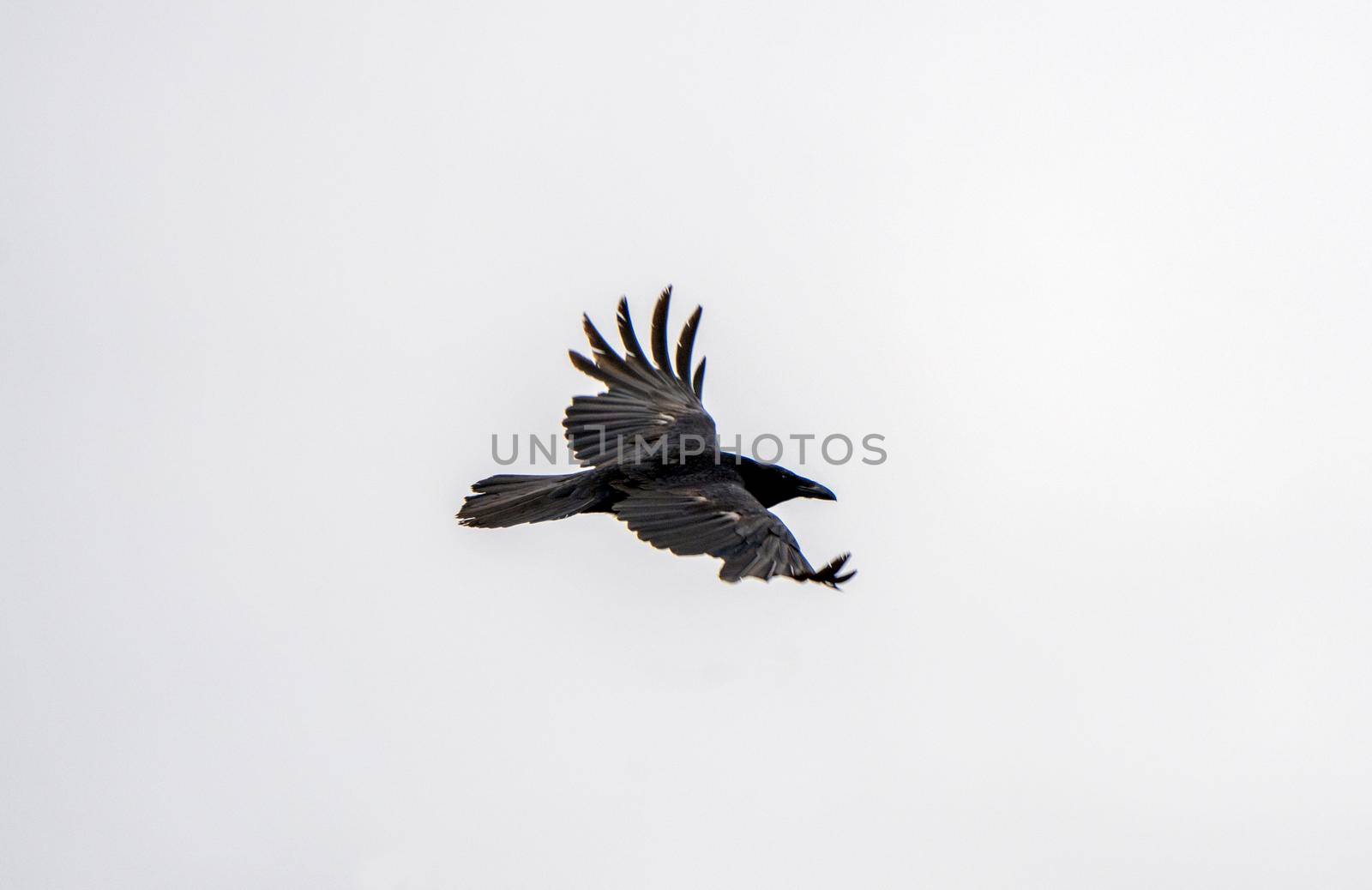Crow Raven in Flight spring Saskatchewan Canada
