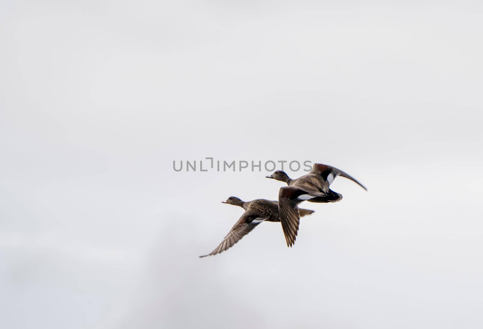 Canada Goose in Flight Migration Saskatchewan Canada