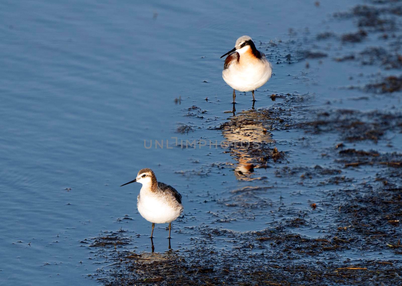 Wilson's Phalarope Saskatchewan in a pond springtime Canada