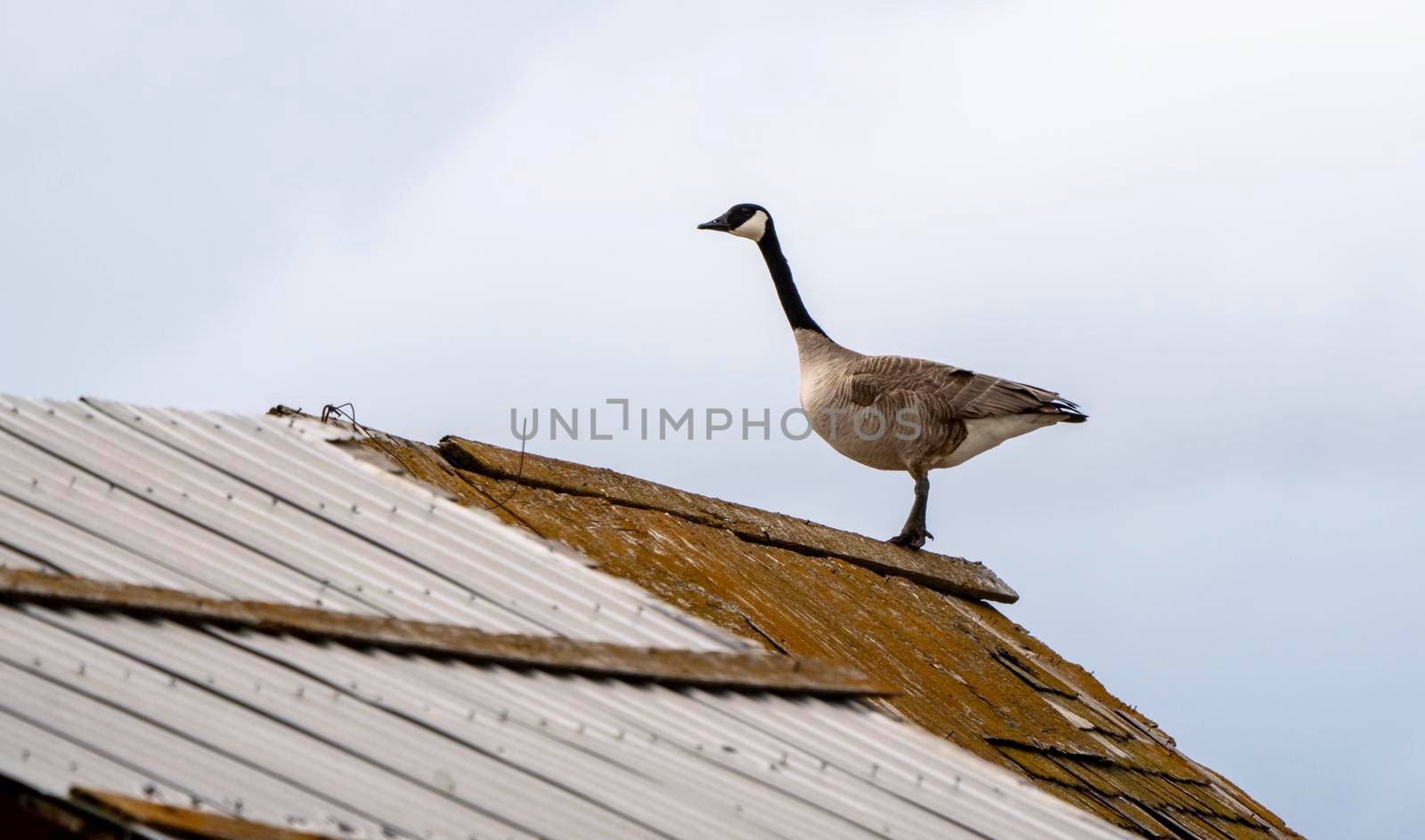 Canada Goose on Barn Migration Saskatchewan Canada