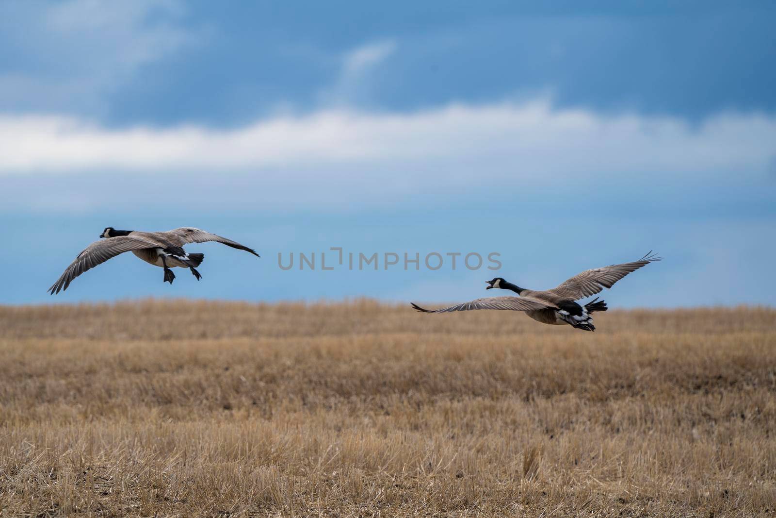 Canada Goose in Flight Migration Saskatchewan Canada
