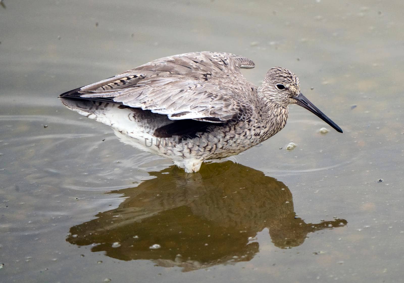 Godwit Saskatchewan Canada shorebird migration feeding pond