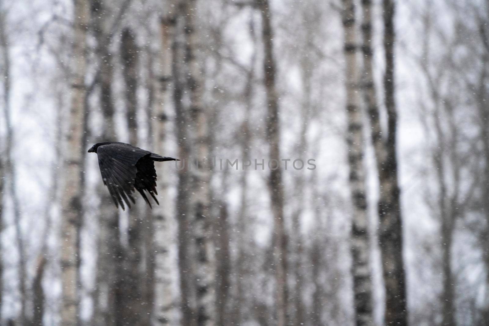 Blackbird Crow in flight in Saskatchewan Canada