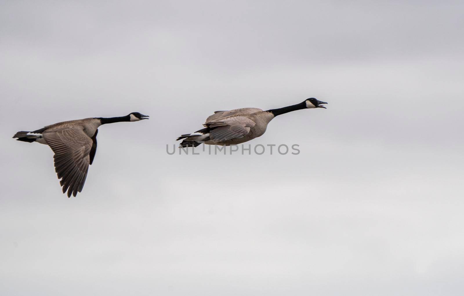 Canada Goose in Flight Migration Saskatchewan Canada