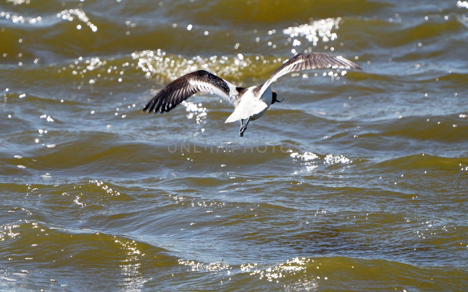 Avocet in Saskatchewan in flight Pond Prairie