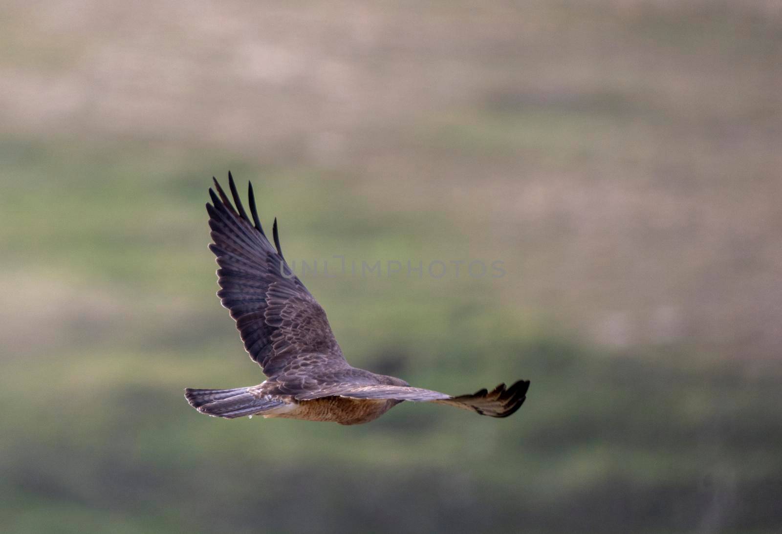 Hawk in Saskatchewan Canada in flight Canada