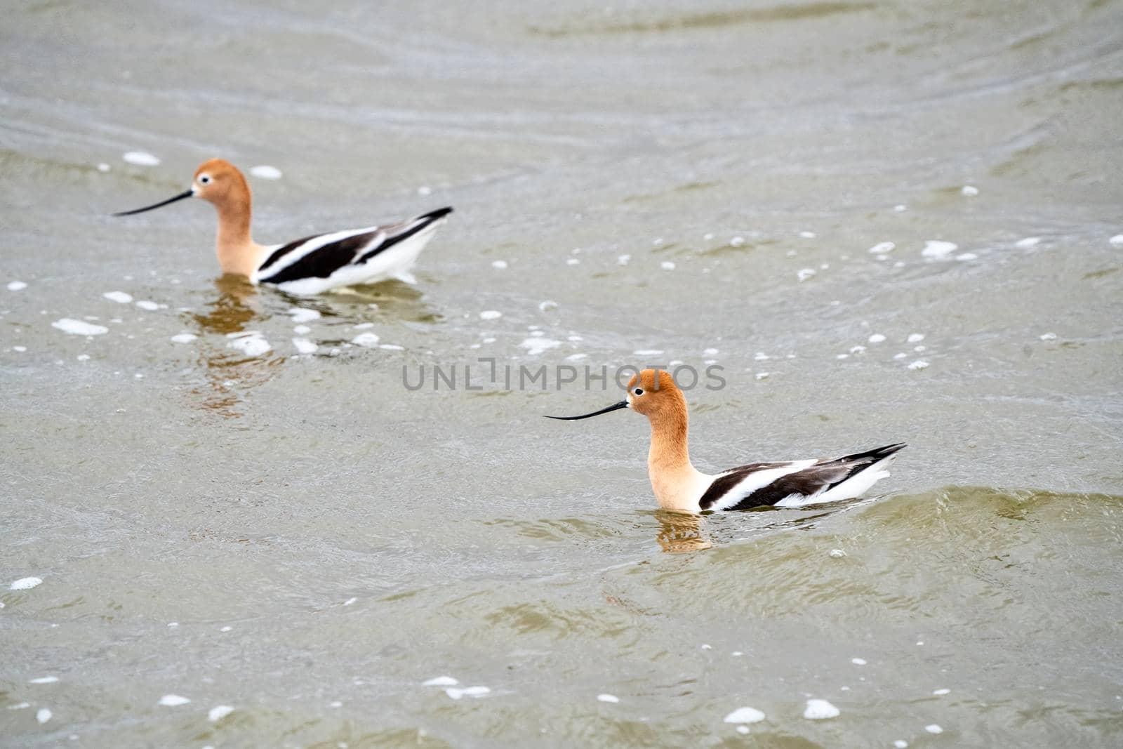 Avocet in Saskatchewan in Spring Pond Prairie