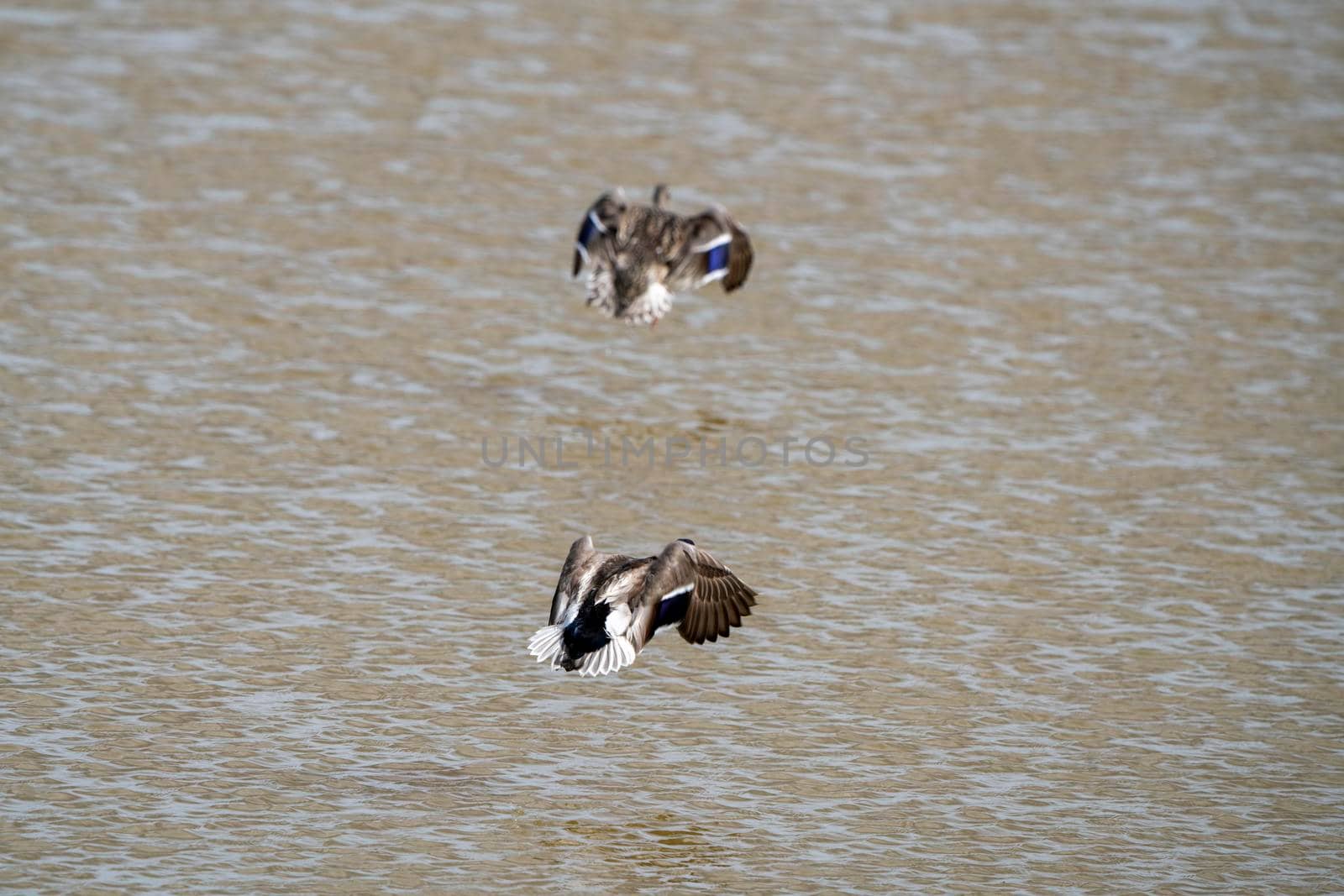 Blue Winged Teal in a Northern Saskatchewan Lake