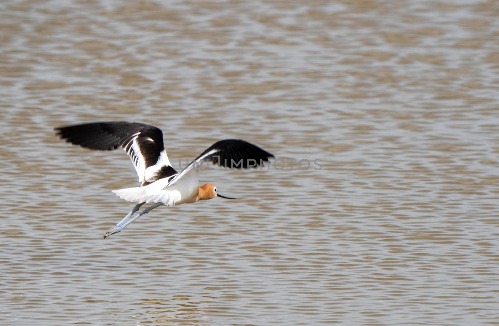 Avocet in Saskatchewan in Spring Pond Prairie