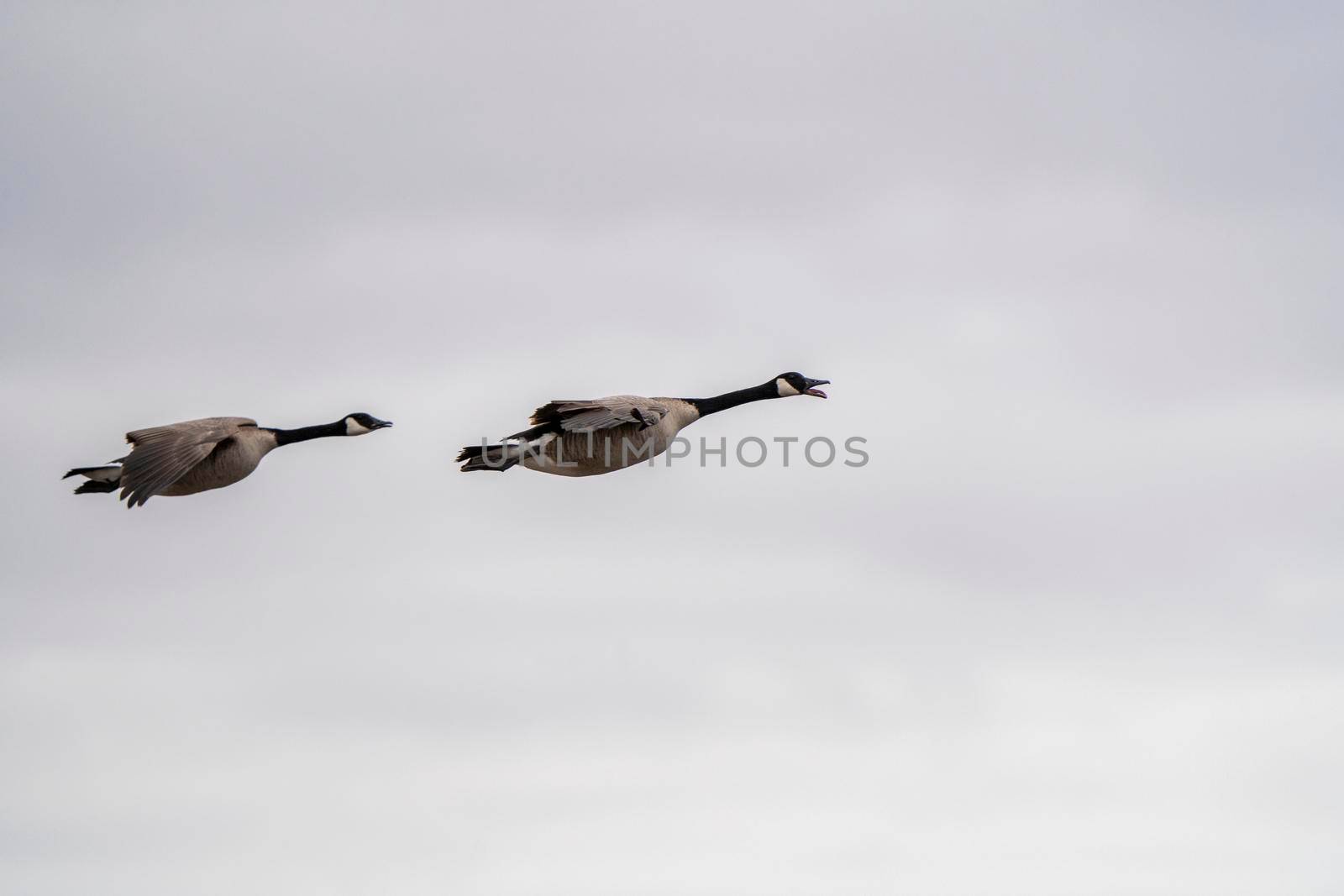 Canada Goose in Flight Migration Saskatchewan Canada
