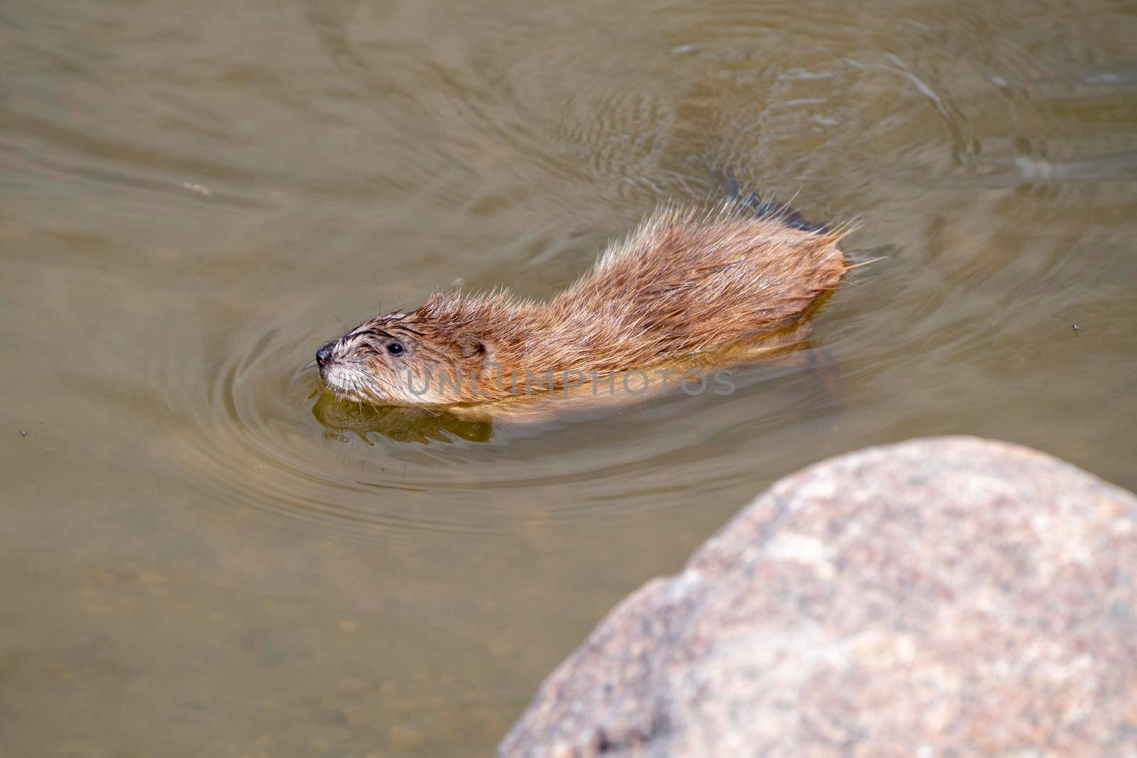Muskrat in Pond in Saskatchewan Canada Springtime