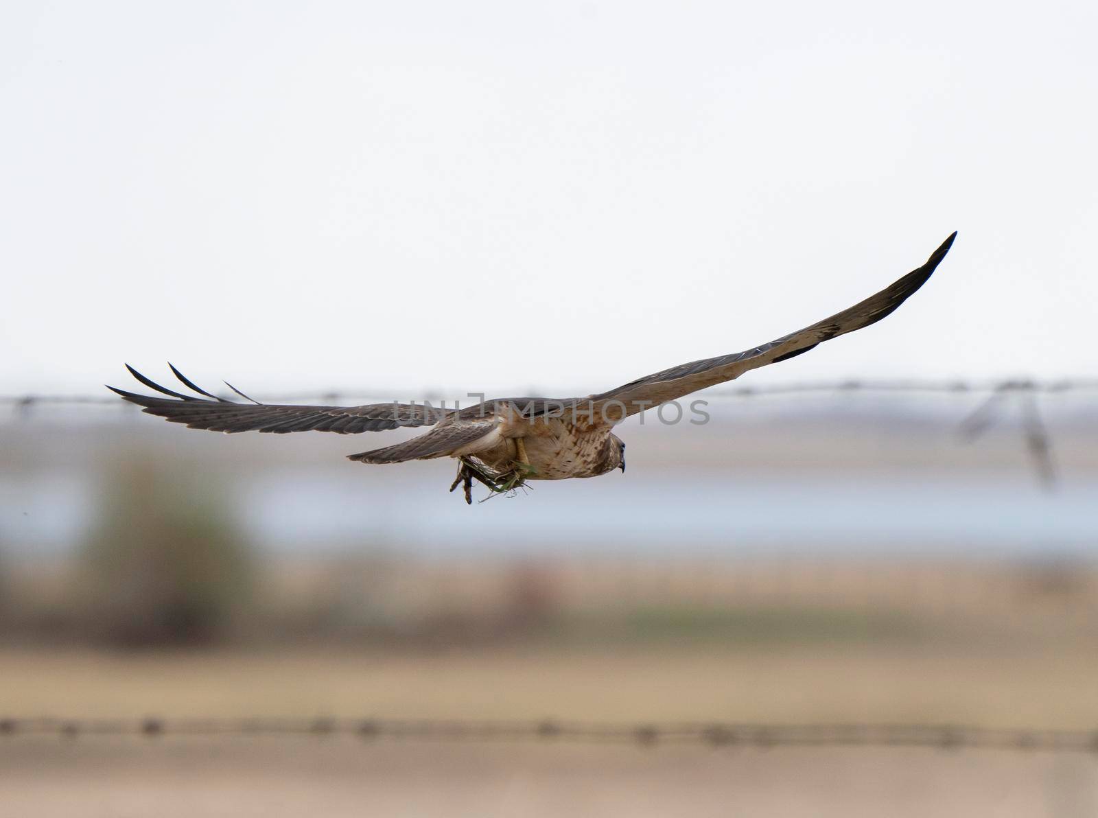 Hawk in Saskatchewan Canada in flight Canada