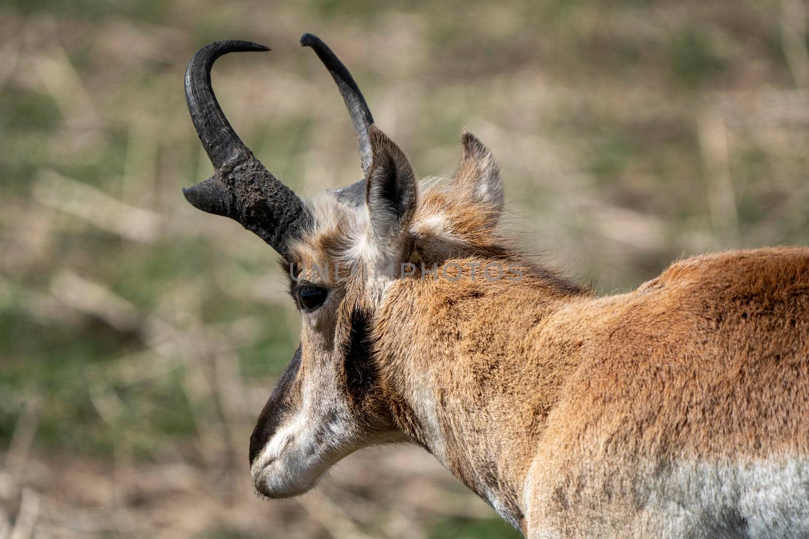 Pronghorn Antelope Saskatchewan in Springtime Farmers field