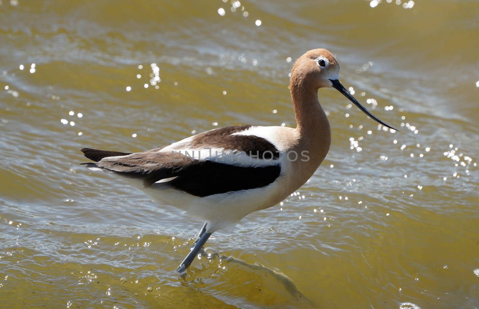 Avocet in Saskatchewan in Spring Pond Prairie