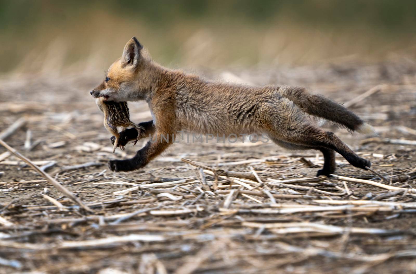 Young Fox Kit with Squirrell in mouth Canada