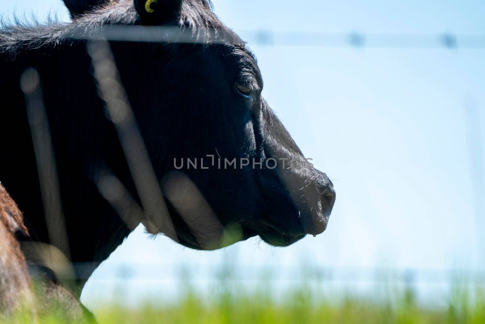 Cow Close Up in a Saskatchewan Field Canada