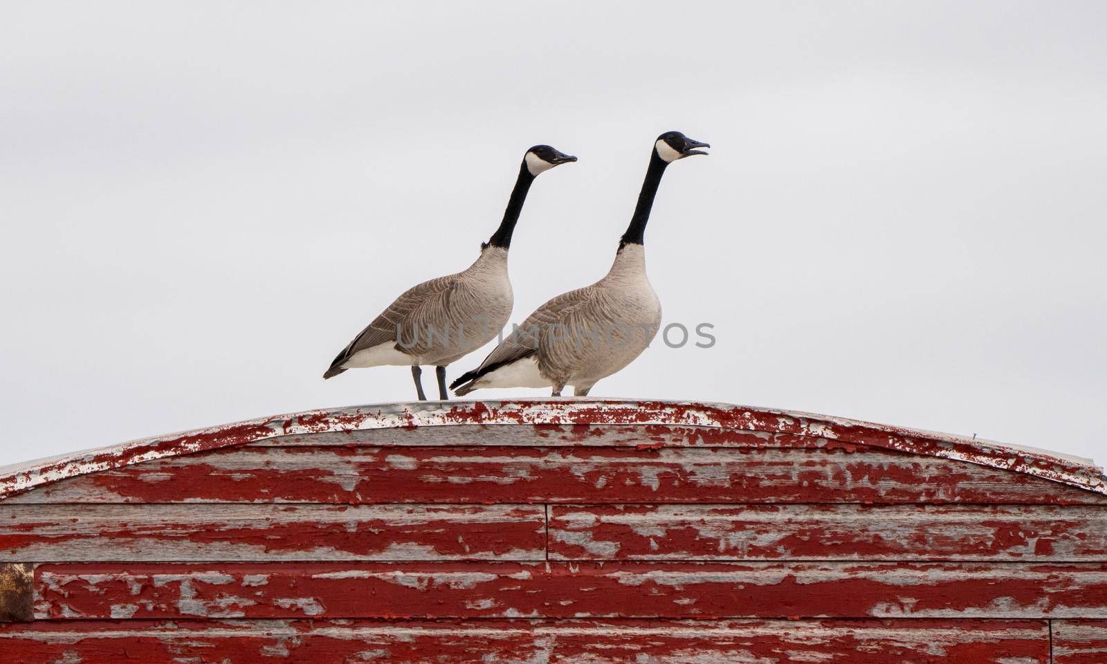 Canada Goose on Barn Migration Saskatchewan Canada