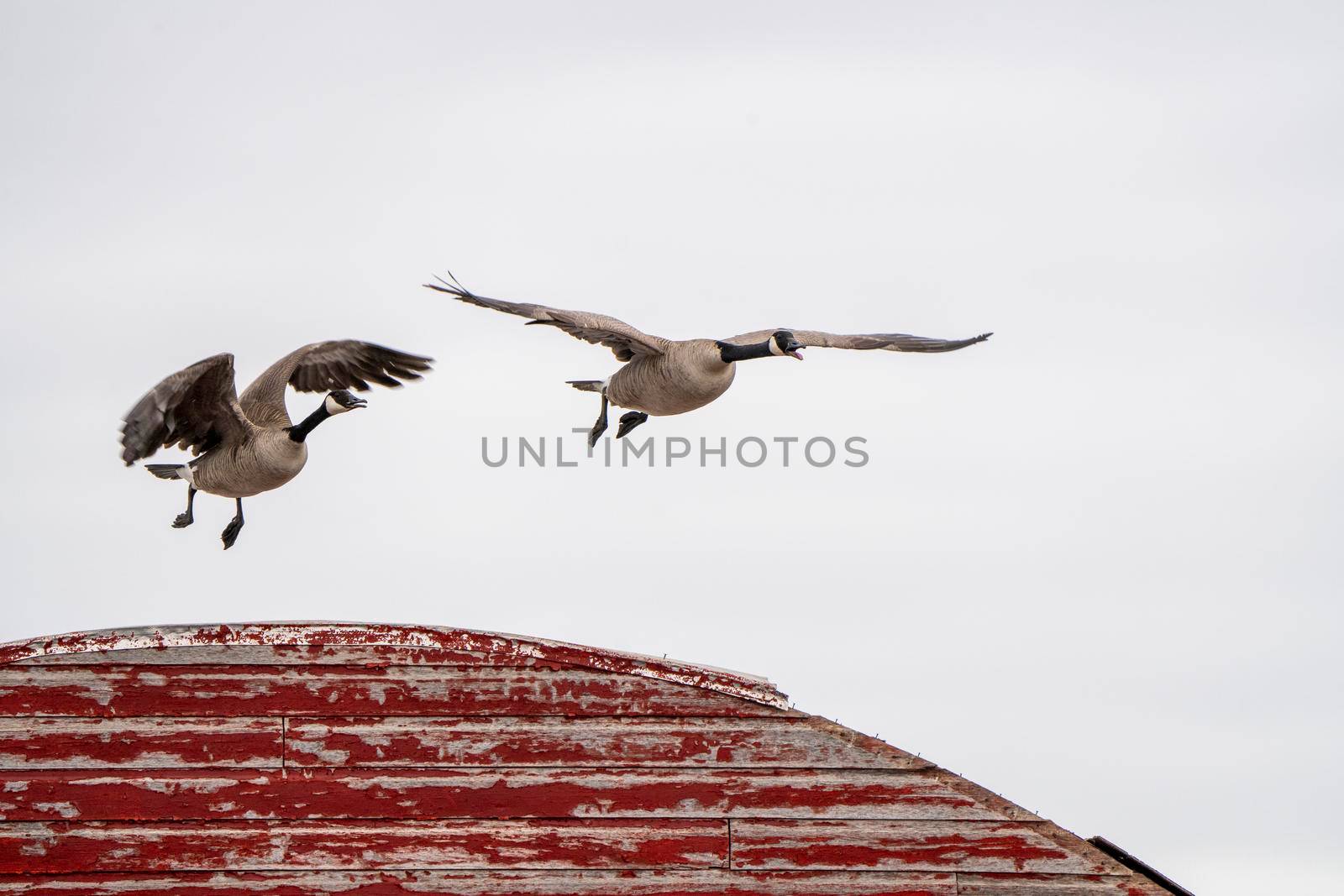 Canada Goose in Flight Migration Saskatchewan Canada