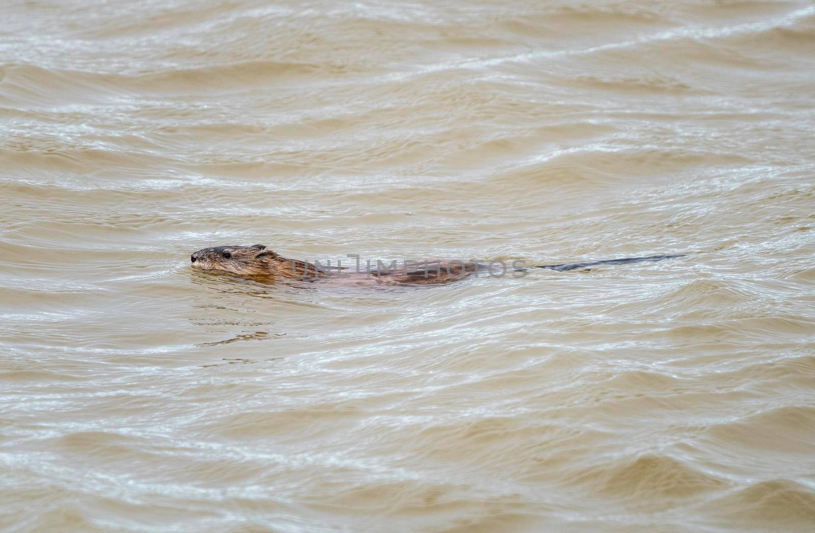 Muskrat in Pond in Saskatchewan Canada Springtime