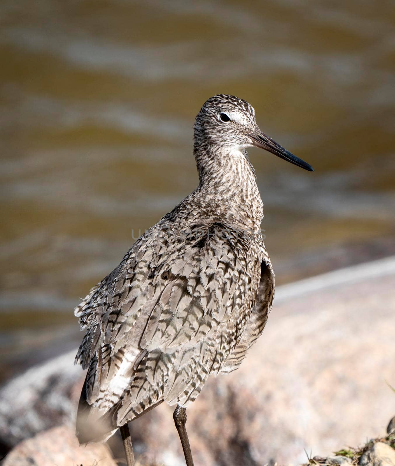 Godwit Saskatchewan Canada by pictureguy