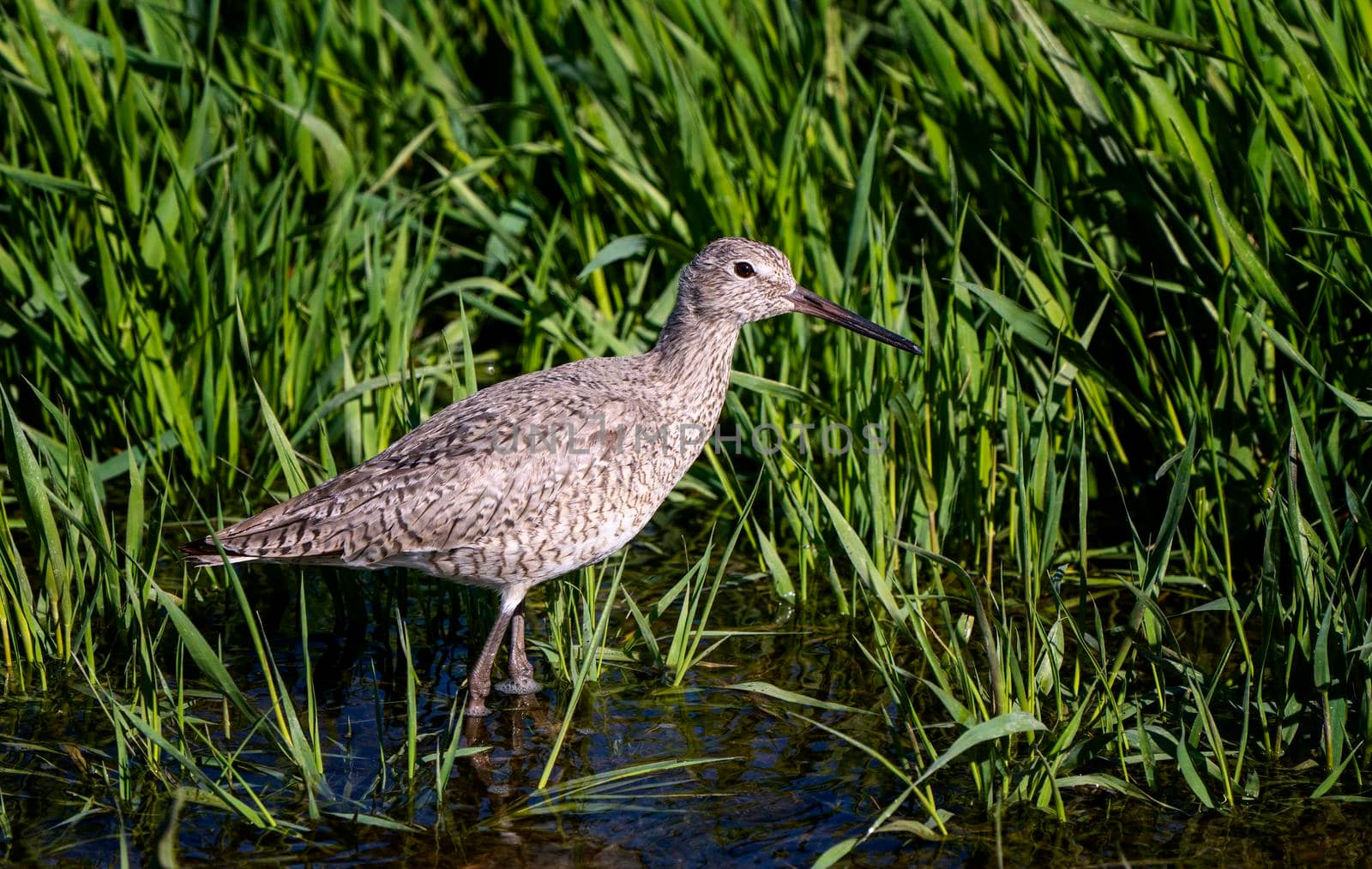 Godwit Saskatchewan Canada shorebird migration feeding pond
