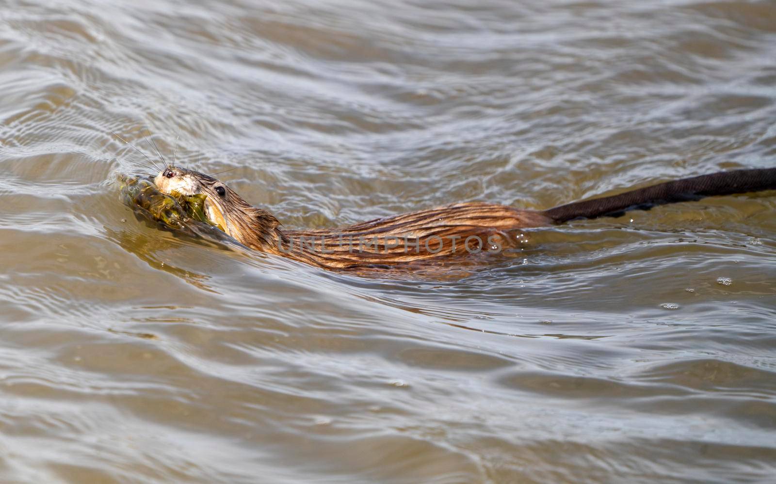 Muskrat in Pond in Saskatchewan Canada Springtime