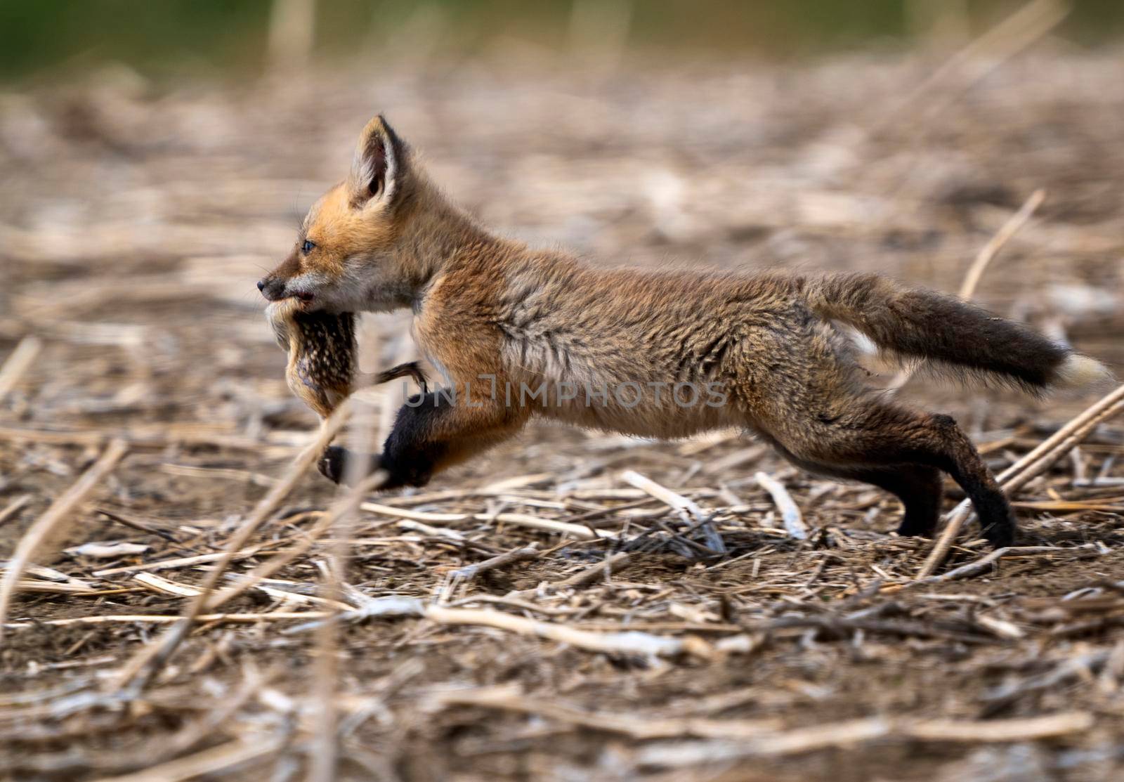 Young Fox Kit with Squirrell in mouth Canada