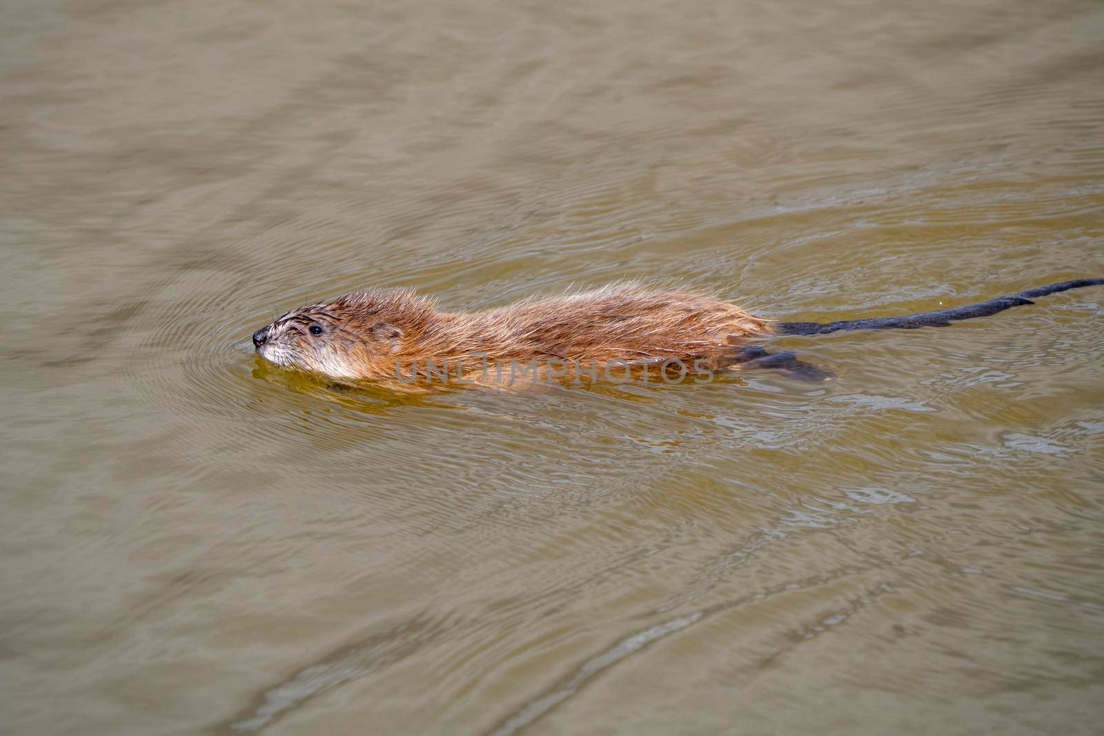 Muskrat in Pond in Saskatchewan Canada Springtime