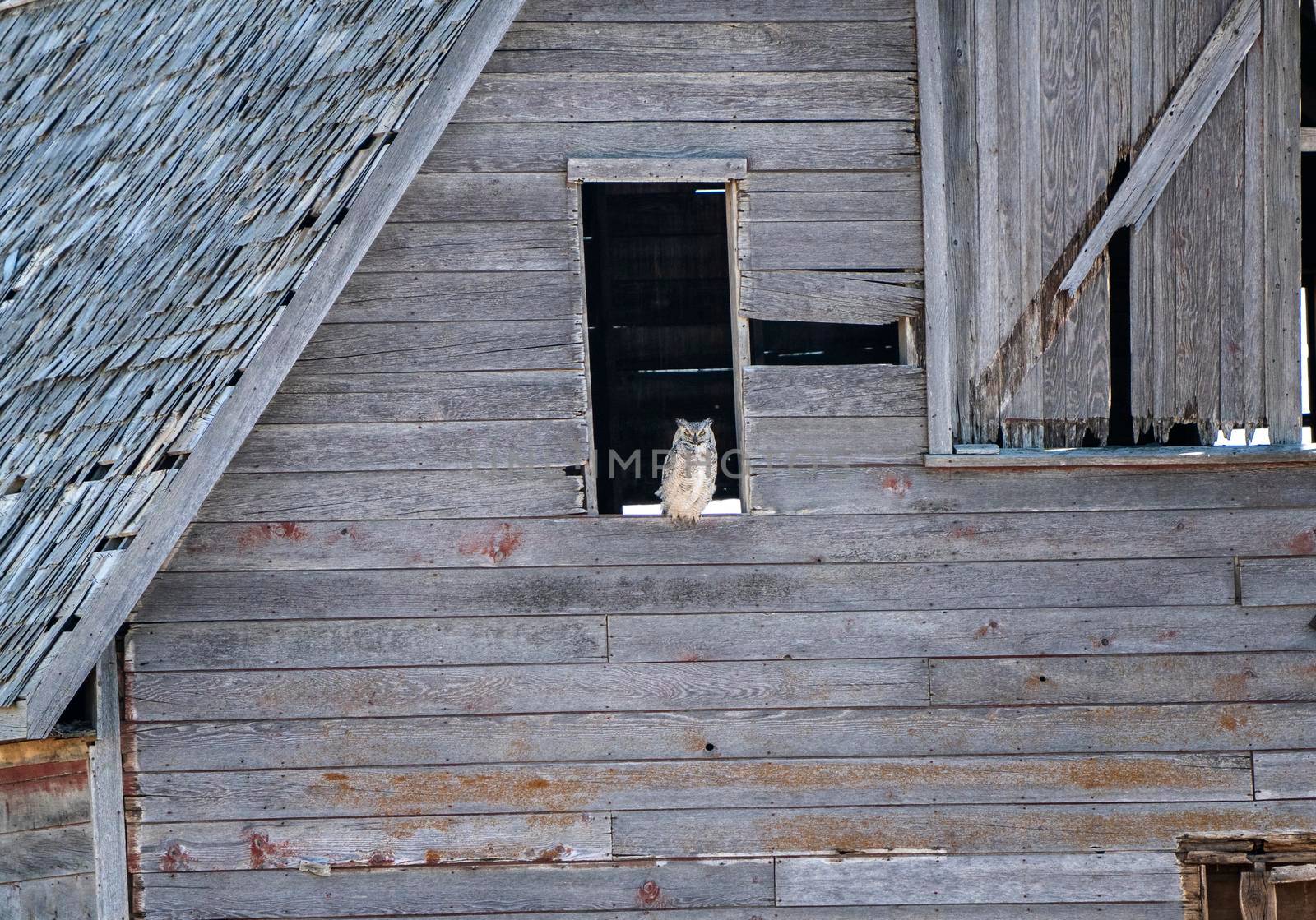 Great Horned Owl Barn in Saskatchewan Canada Perched