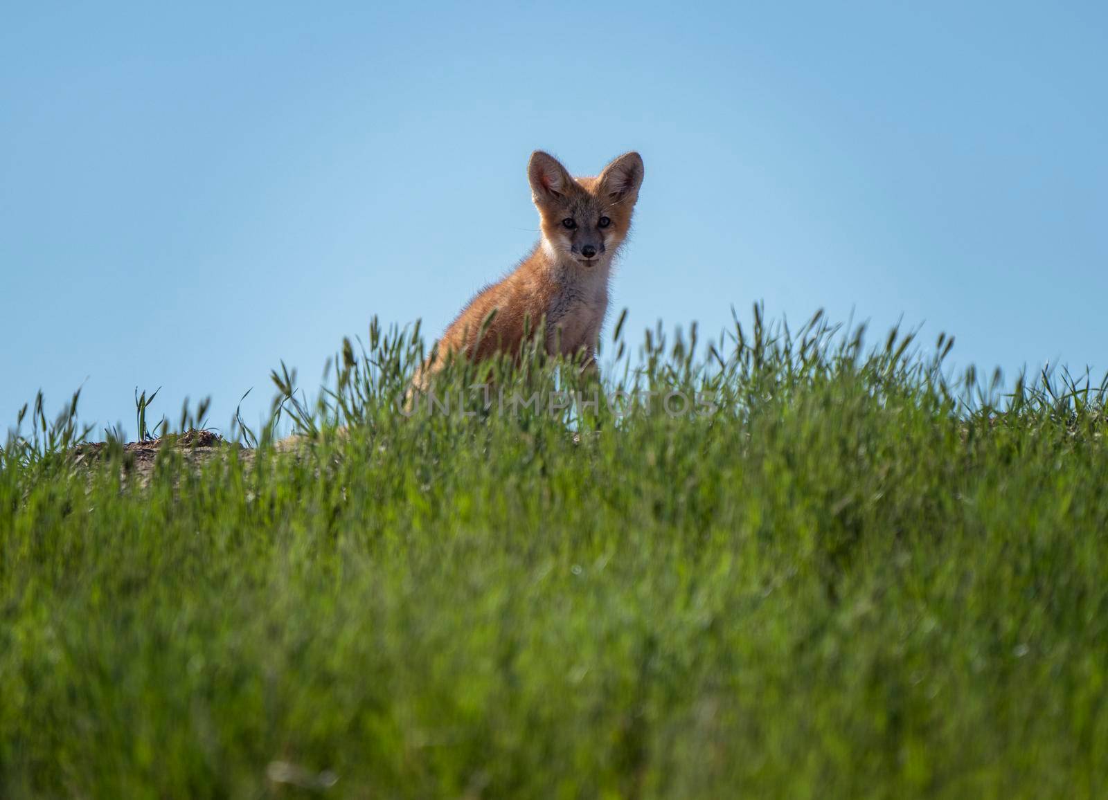 Fox Kits at Den playing at sunset Canada