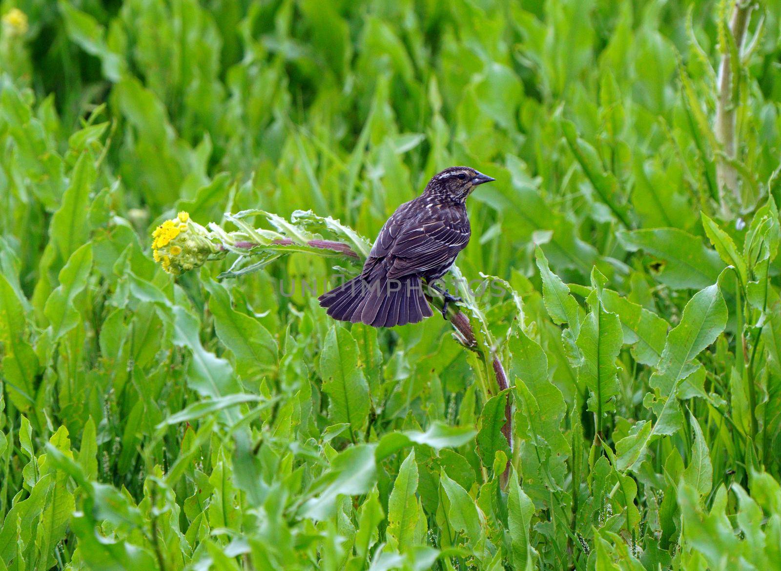 Prairie Sparrow on Branch in Saskatchewan Canada