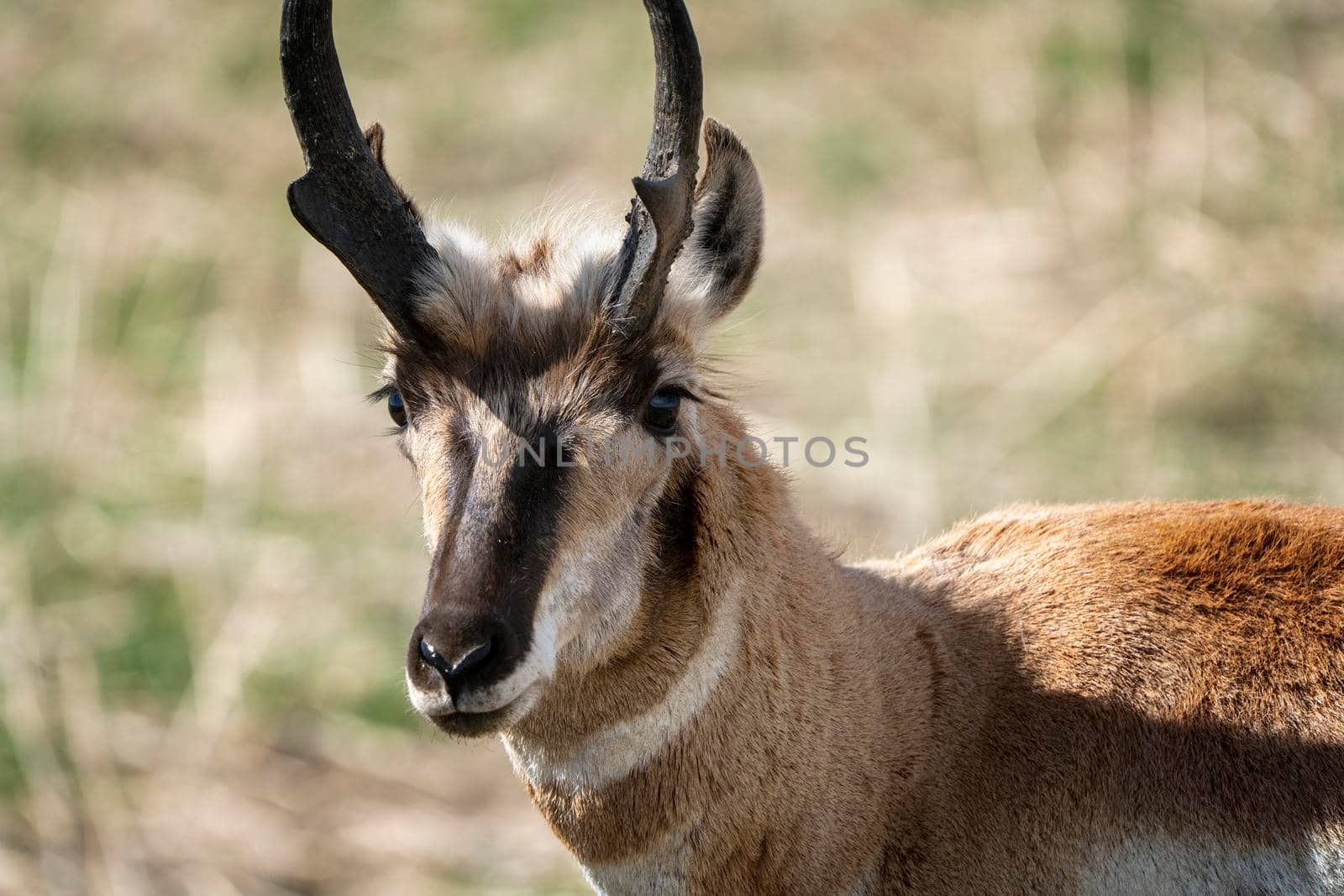 Pronghorn Antelope Saskatchewan in Springtime Farmers field