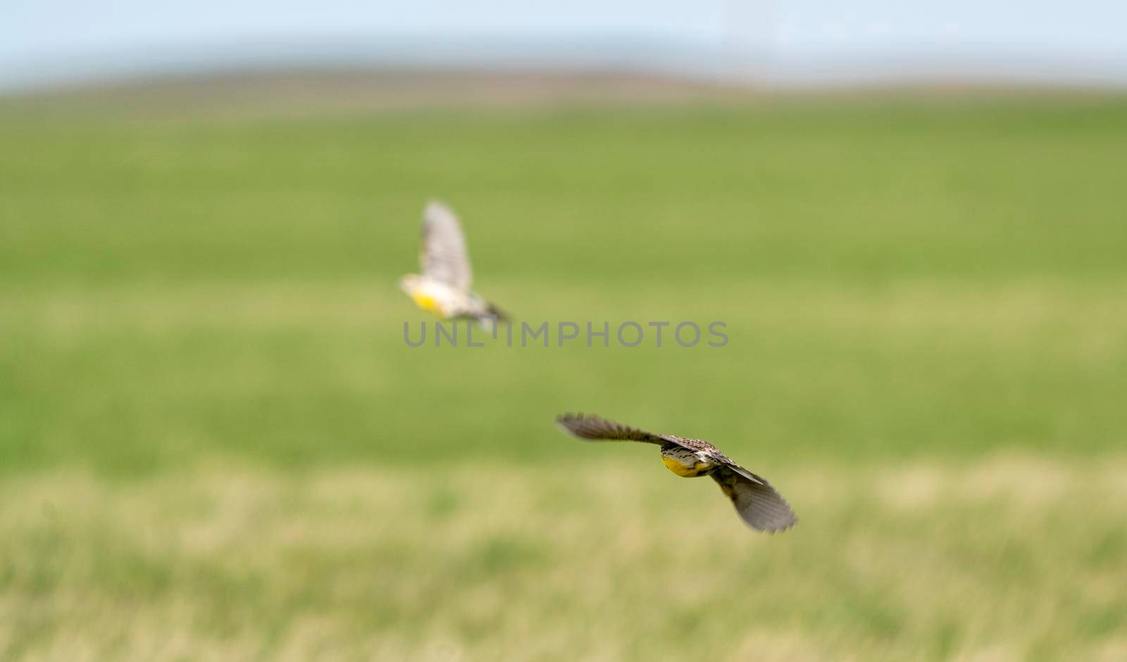 Meadowlark in Flight Saskatchewan Canada Prairie Spring