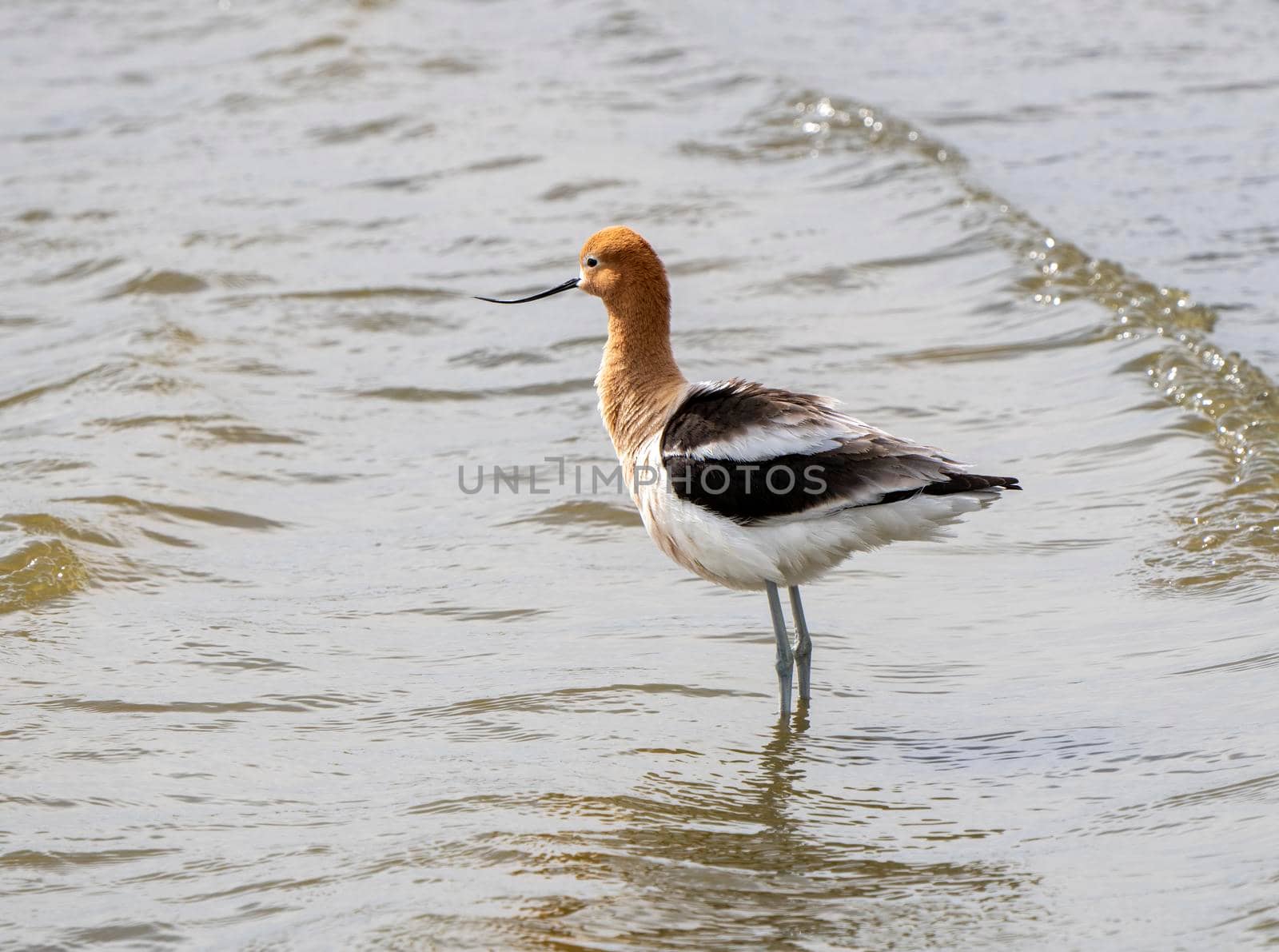 Avocet in Saskatchewan in Spring Pond Prairie