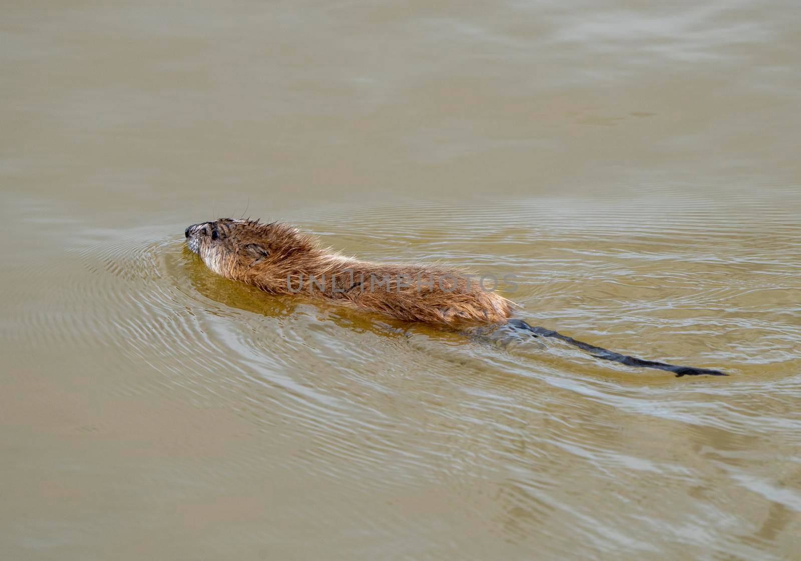 Muskrat in Pond in Saskatchewan Canada Springtime