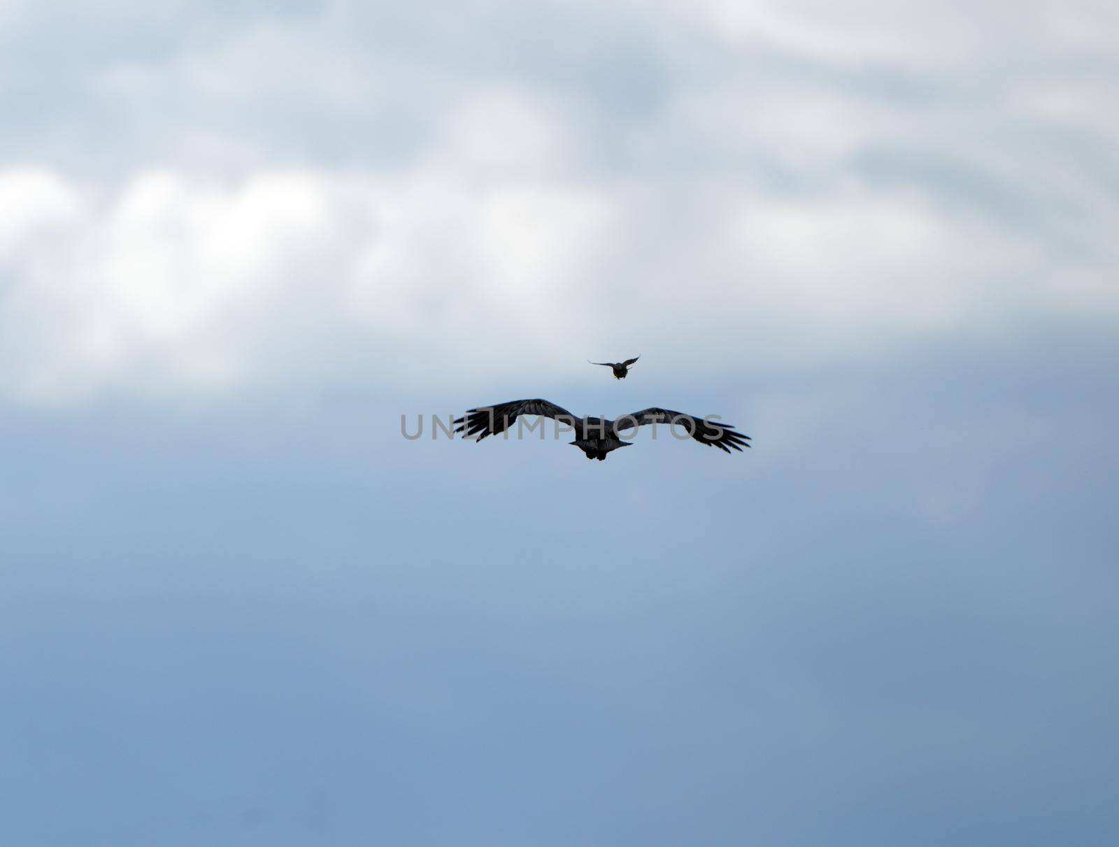 Crow Raven in Flight spring Saskatchewan Canada