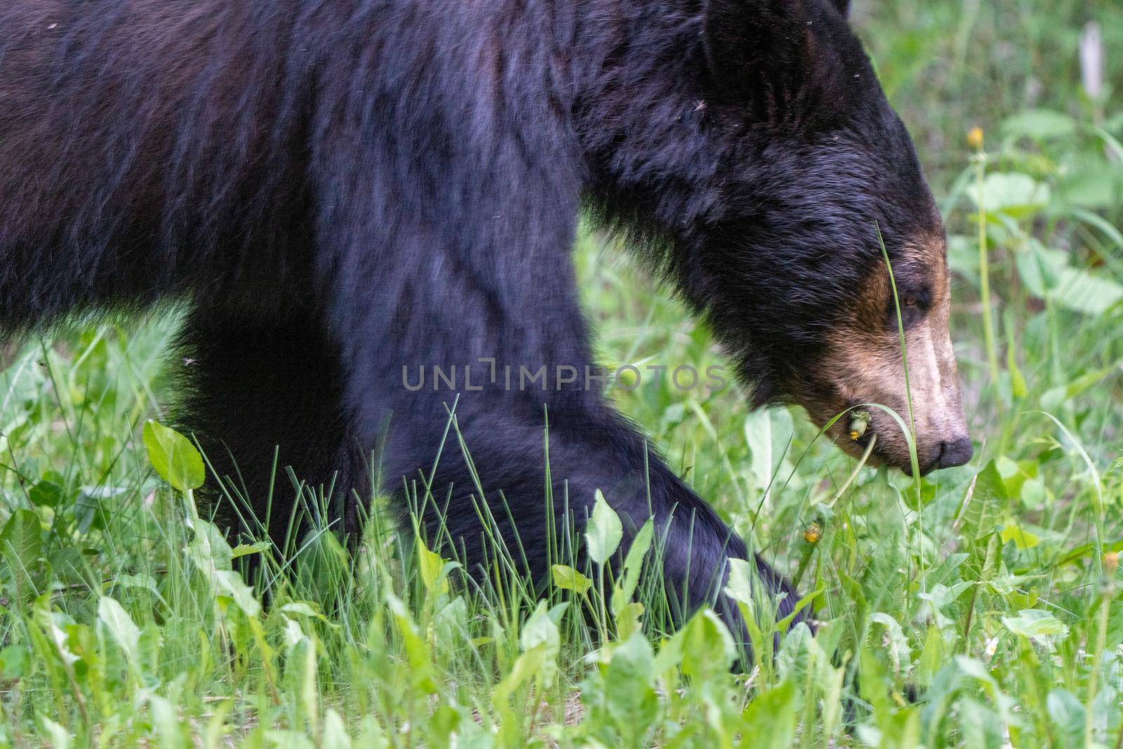 Black Bear Northern Canada Saskatchewan Spring Wild