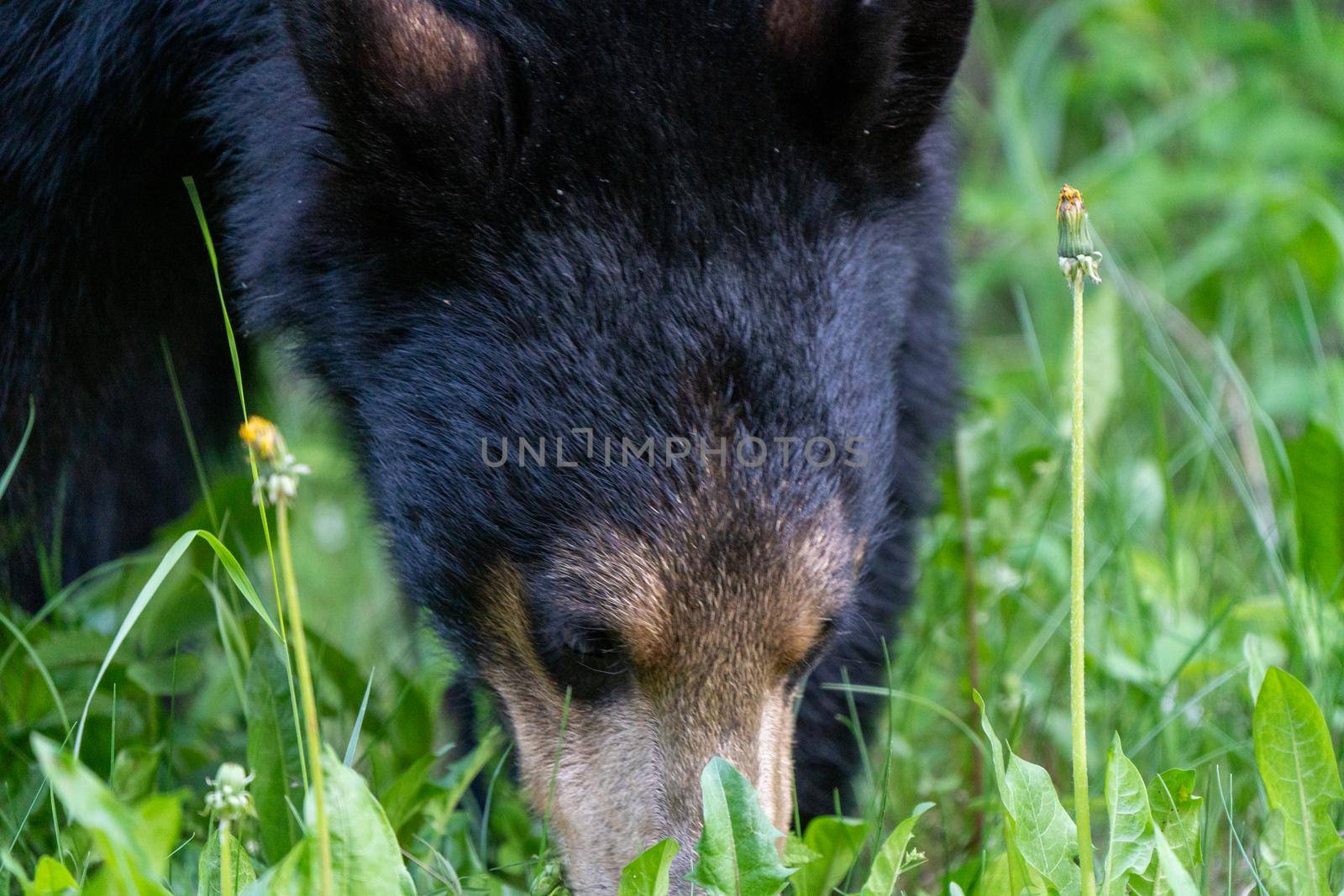Black Bear Northern Canada Saskatchewan Spring Wild