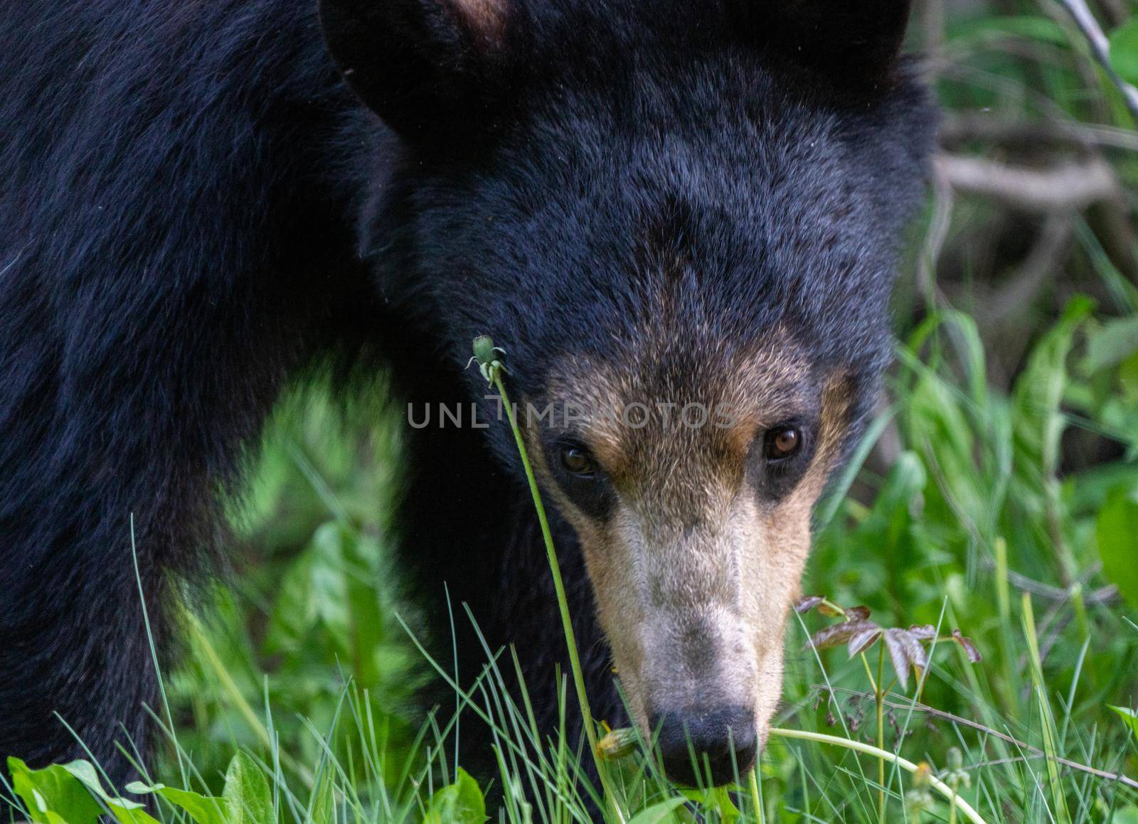 Black Bear Northern Canada Saskatchewan Spring Wild