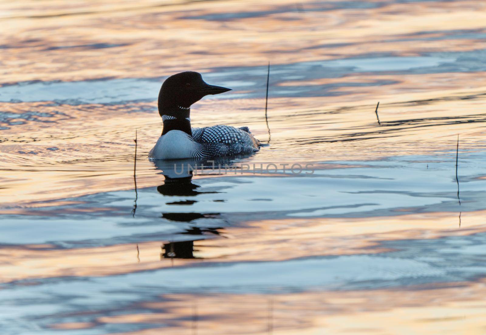 Northern Common Loon in a Saskatchewan Lake Canada