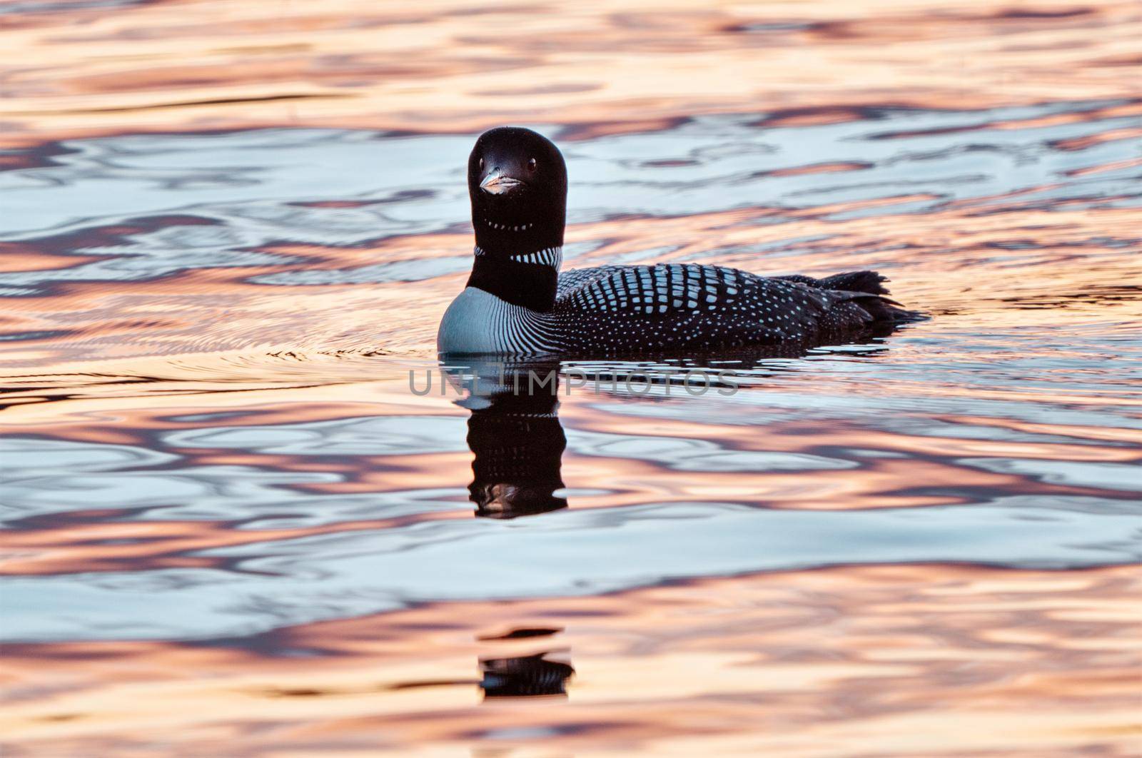 Northern Common Loon in a Saskatchewan Lake Canada