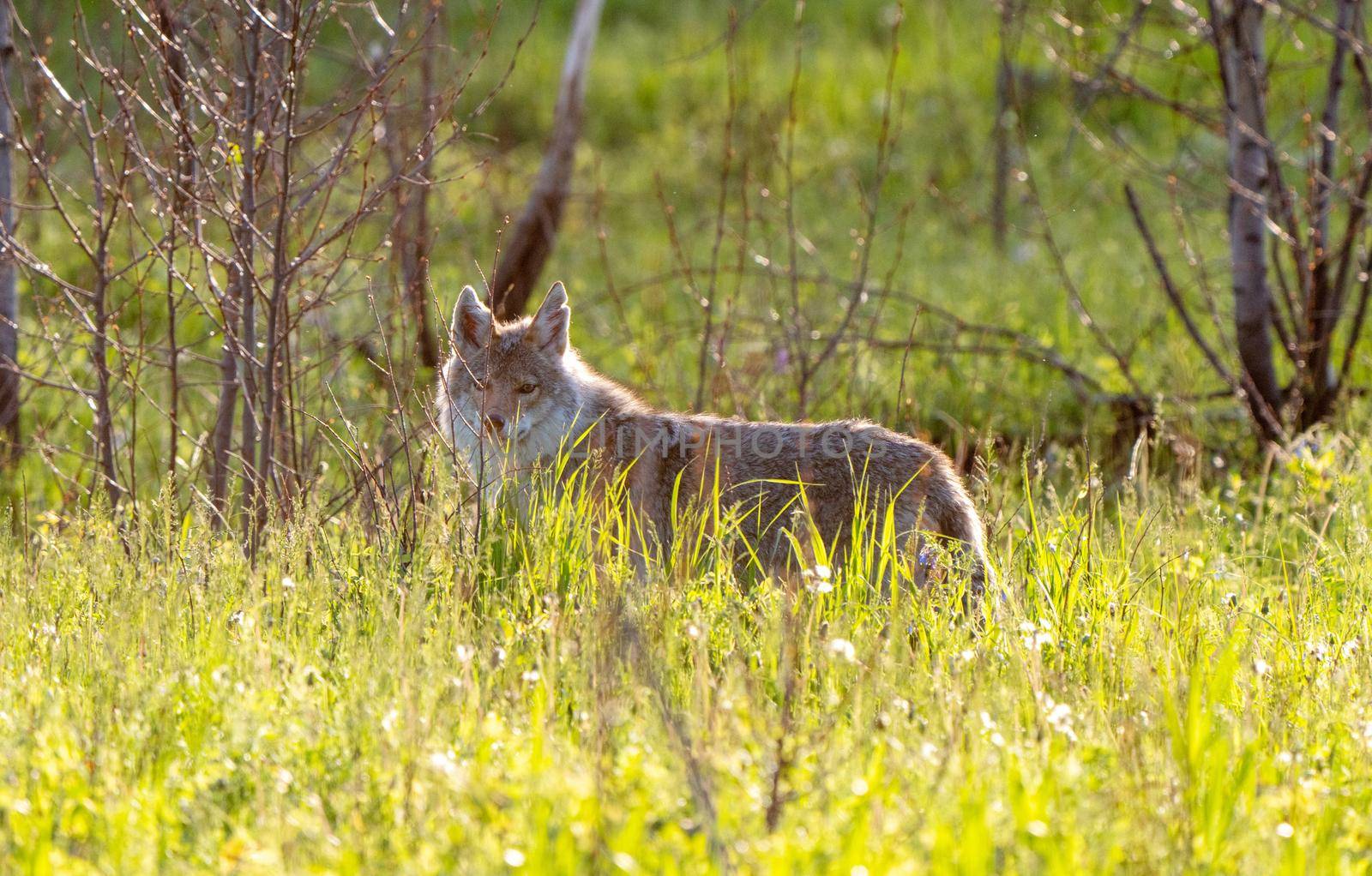 Coyote in Saskatchewan sunset light end of Day