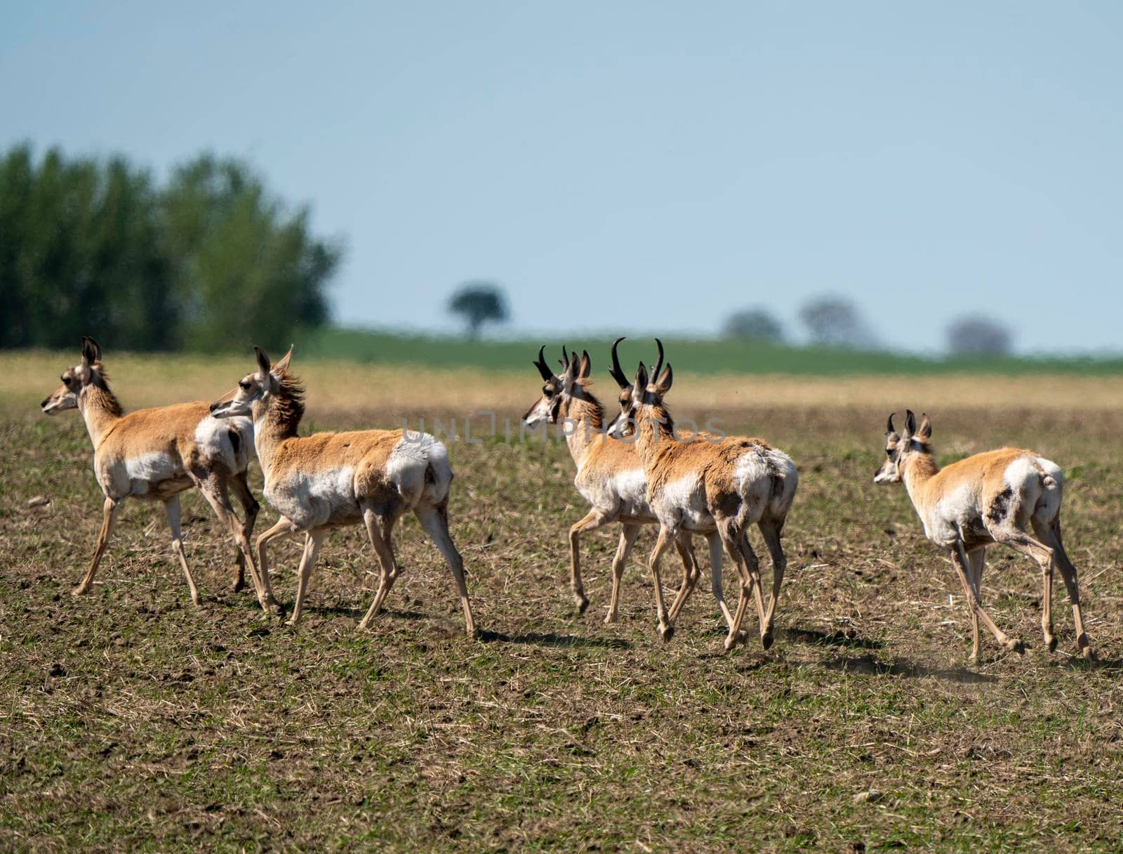 Pronghorn Antelope Saskatchewan in Springtime Farmers field