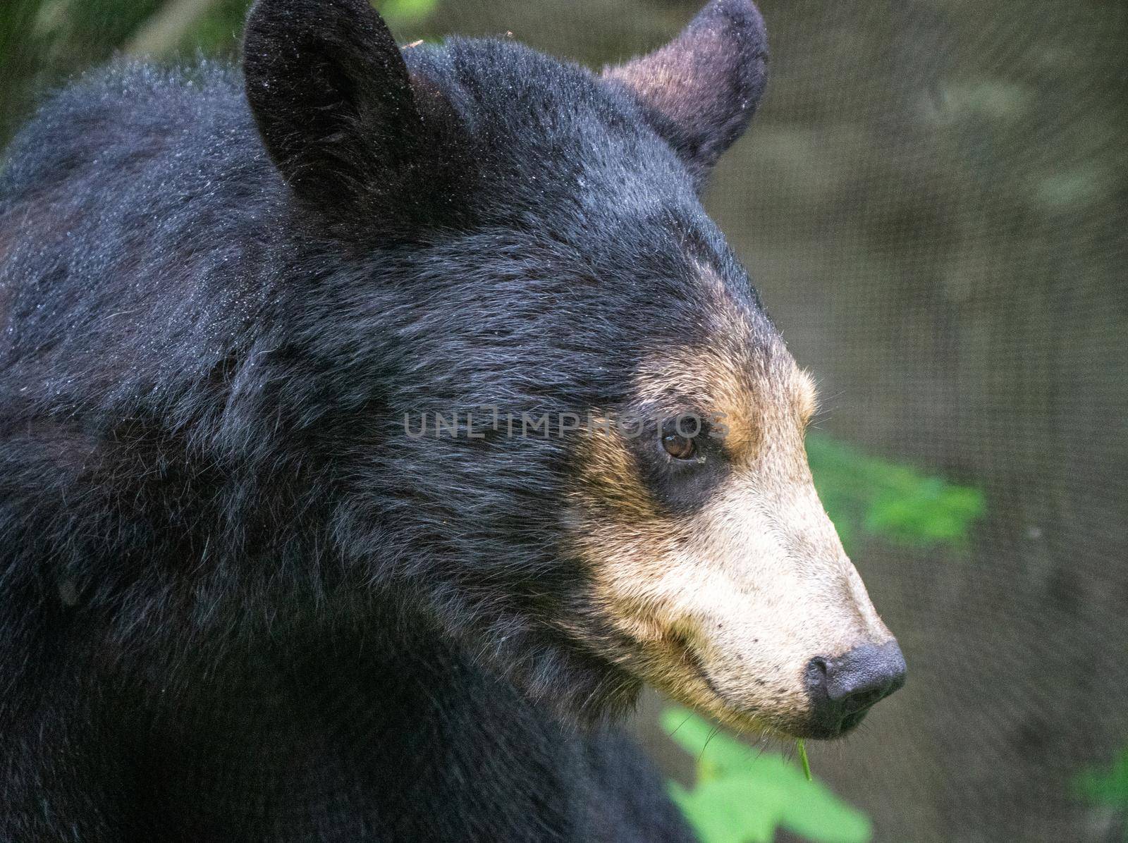 Black Bear Northern Canada Saskatchewan Spring Wild