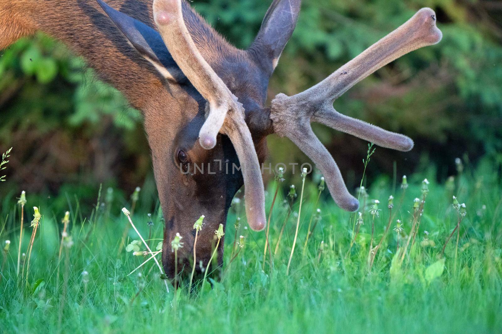Elk Close Up in Northern Saskatchewan Canada
