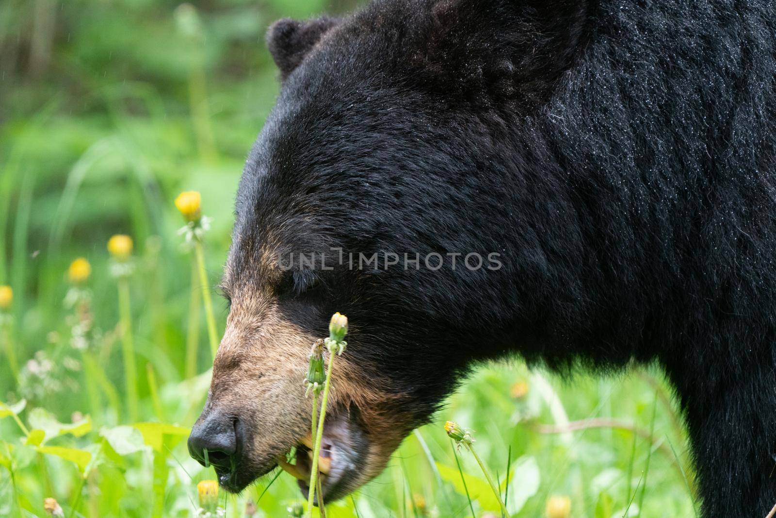 Black Bear Northern Canada Saskatchewan Spring Wild